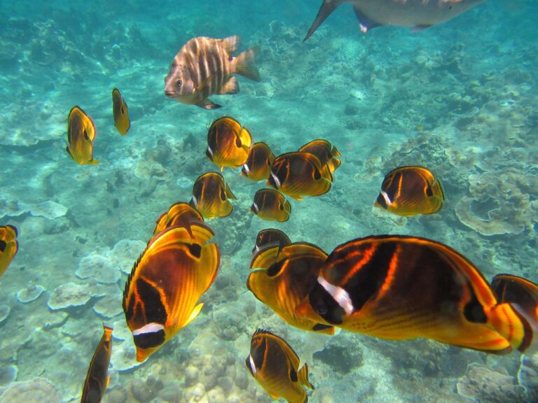 fish, school, snorkeling-2368874.jpg